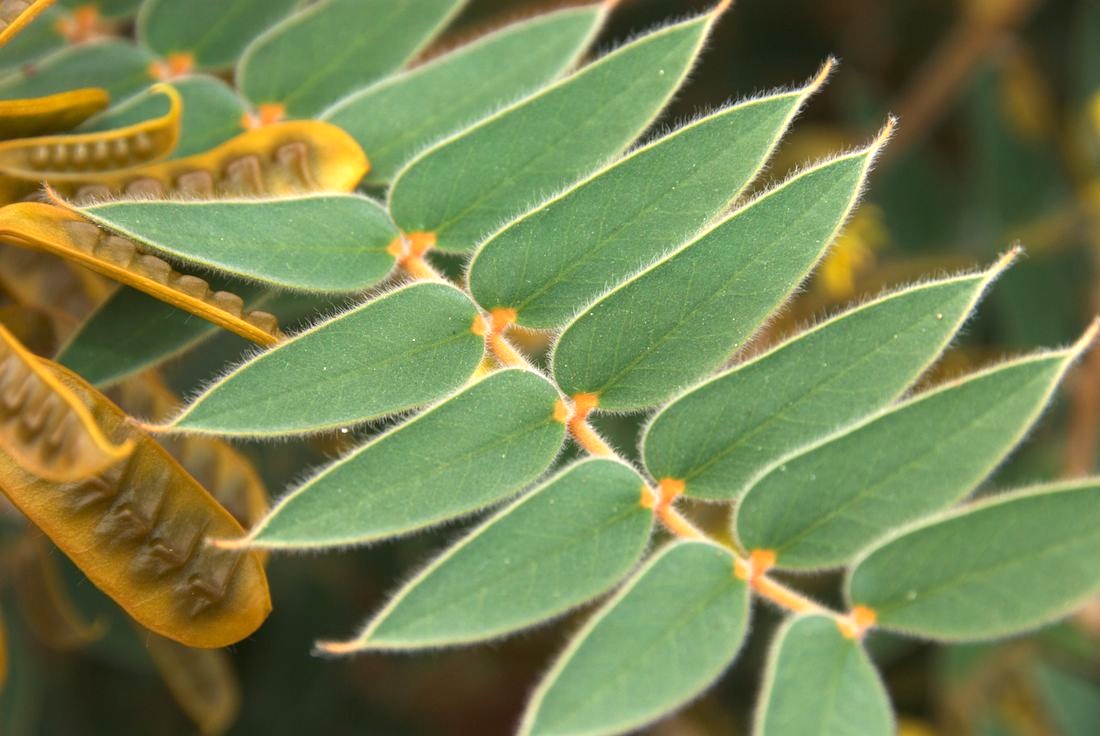 Fabaceae Senna notabilis