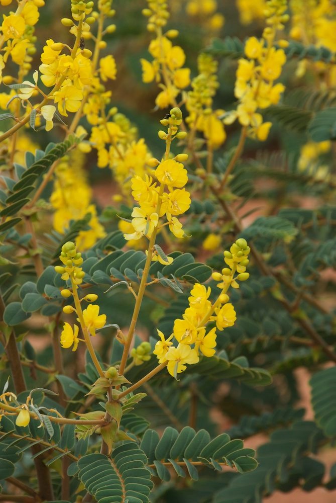 Fabaceae Senna venusta