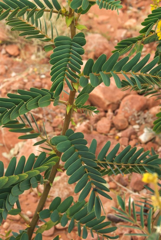 Fabaceae Senna venusta