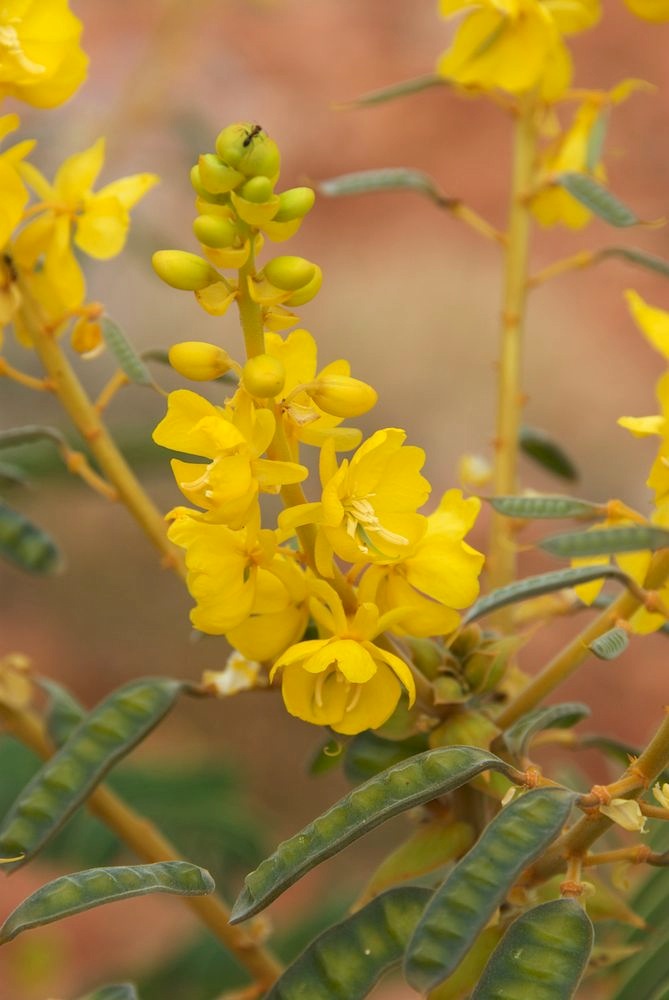 Fabaceae Senna venusta