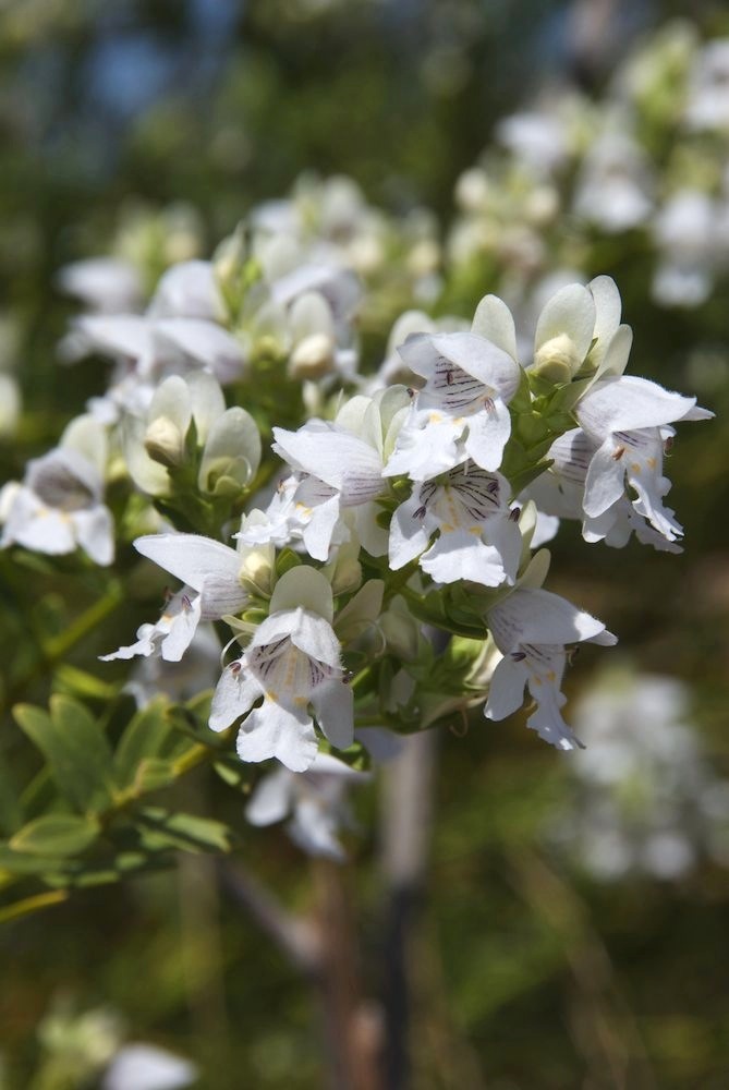 Lamiaceae Prostanthera striatiflora