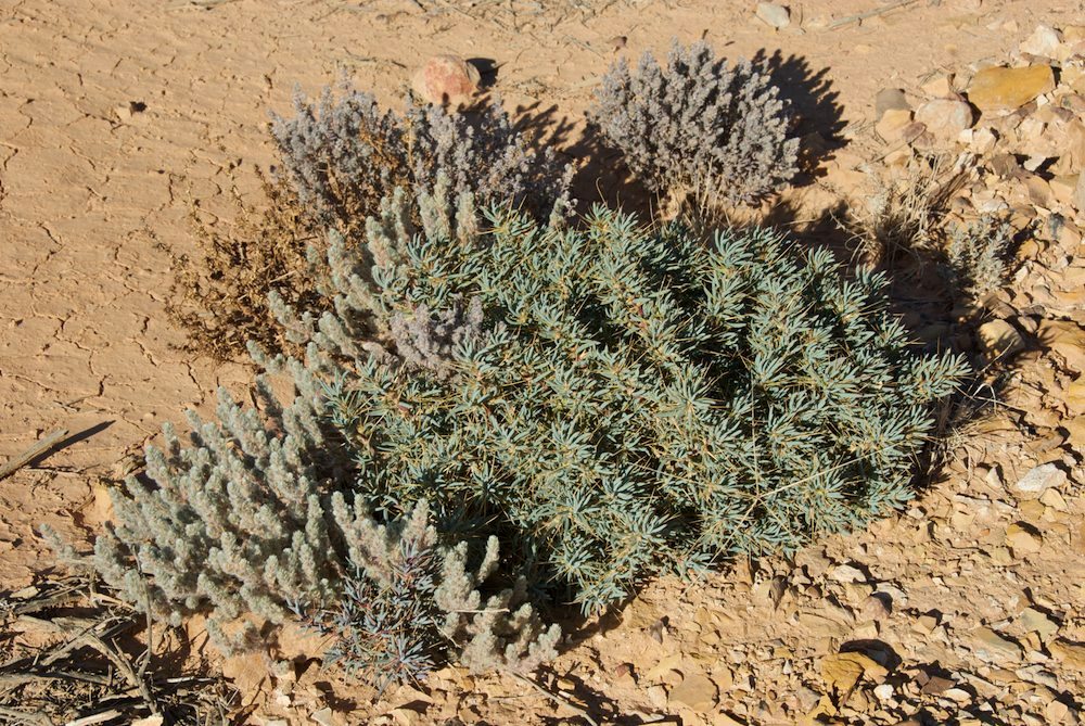 Amaranthaceae Sclerolaena divaricata