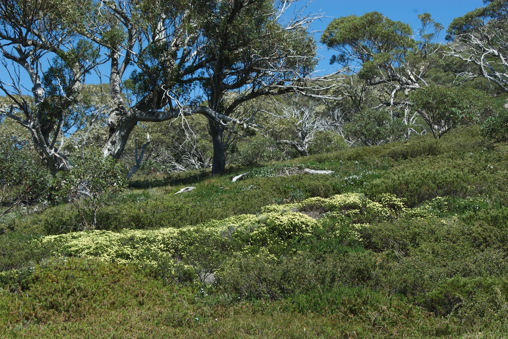 Myrtaceae Kunzea muelleri