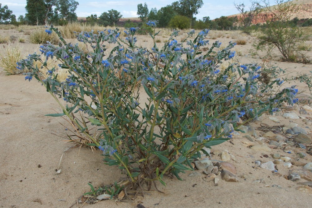 Boraginaceae Trichodesma zeylandicum