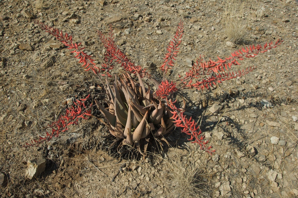 Asphodelaceae Aloe asperifolia