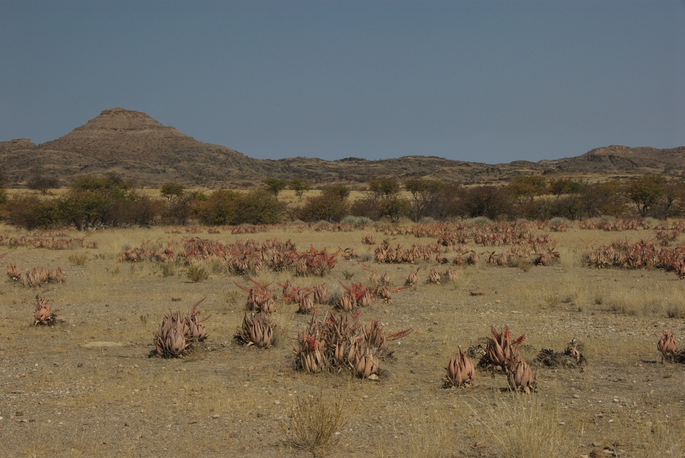 Asphodelaceae Aloe asperifolia