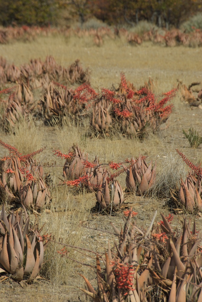 Asphodelaceae Aloe asperifolia