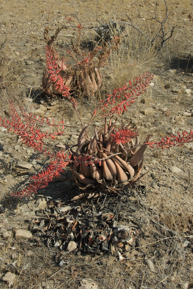 Asphodelaceae Aloe asperifolia