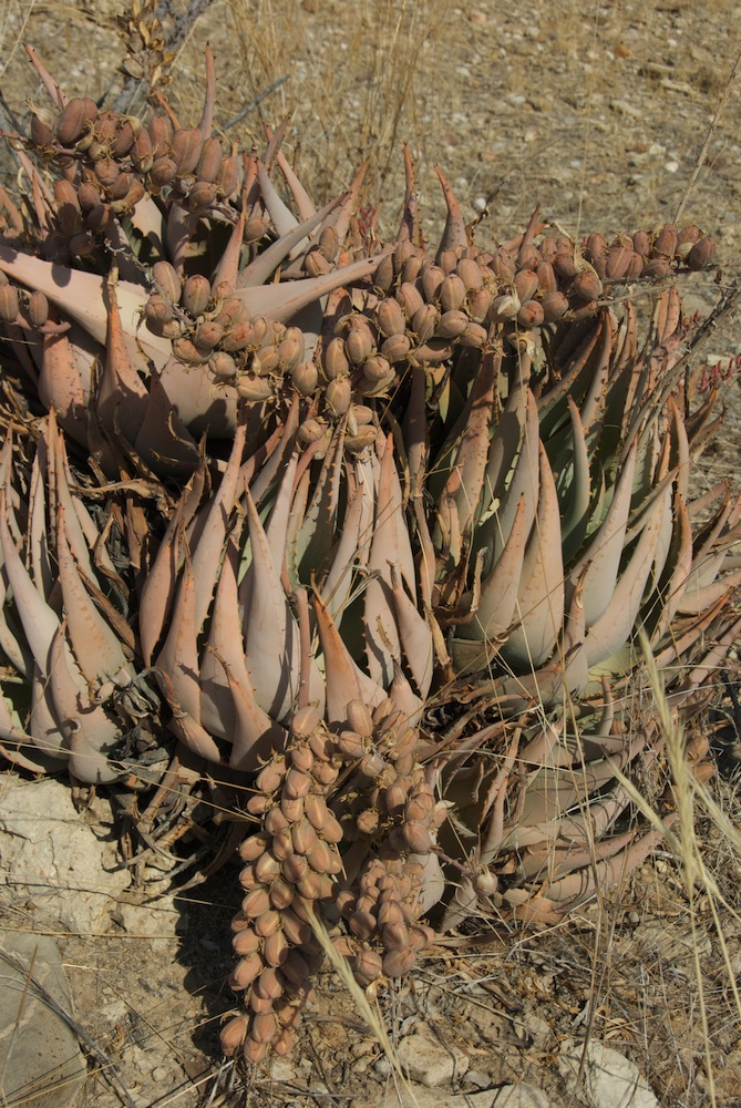 Asphodelaceae Aloe asperifolia