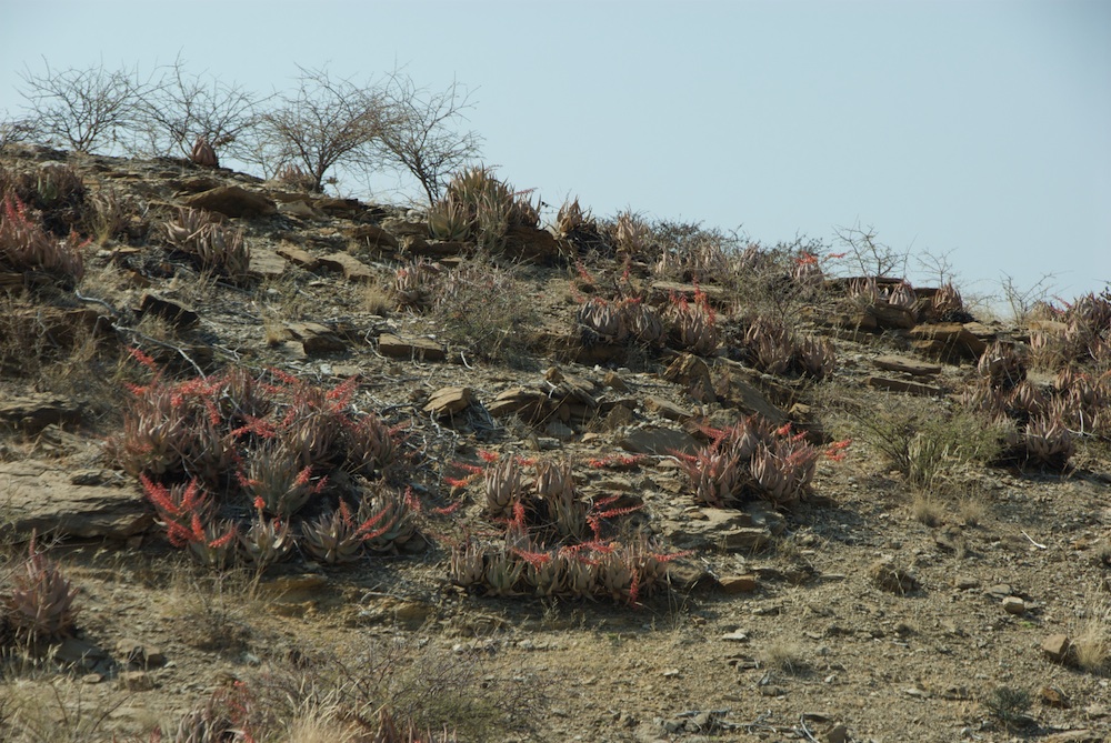 Asphodelaceae Aloe asperifolia