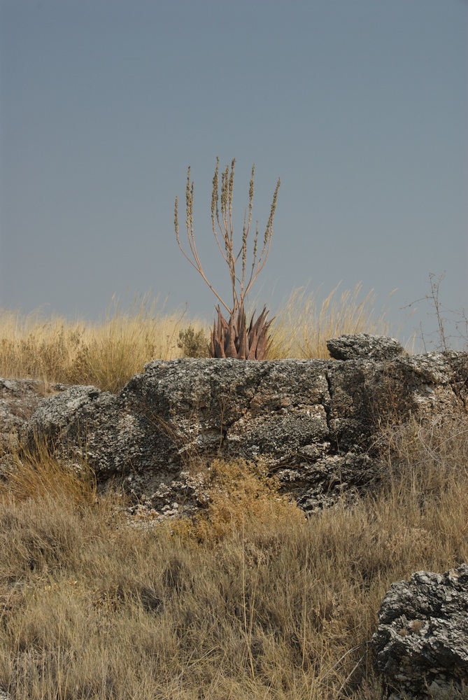 Asphodelaceae Aloe littoralis