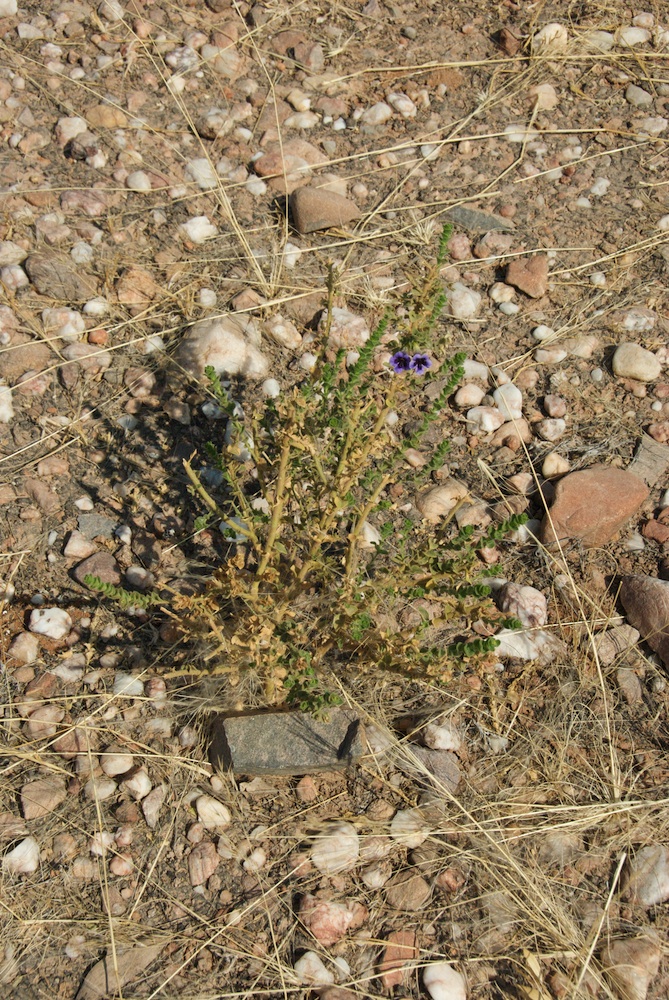 Scrophulariaceae Anticharis imbricata