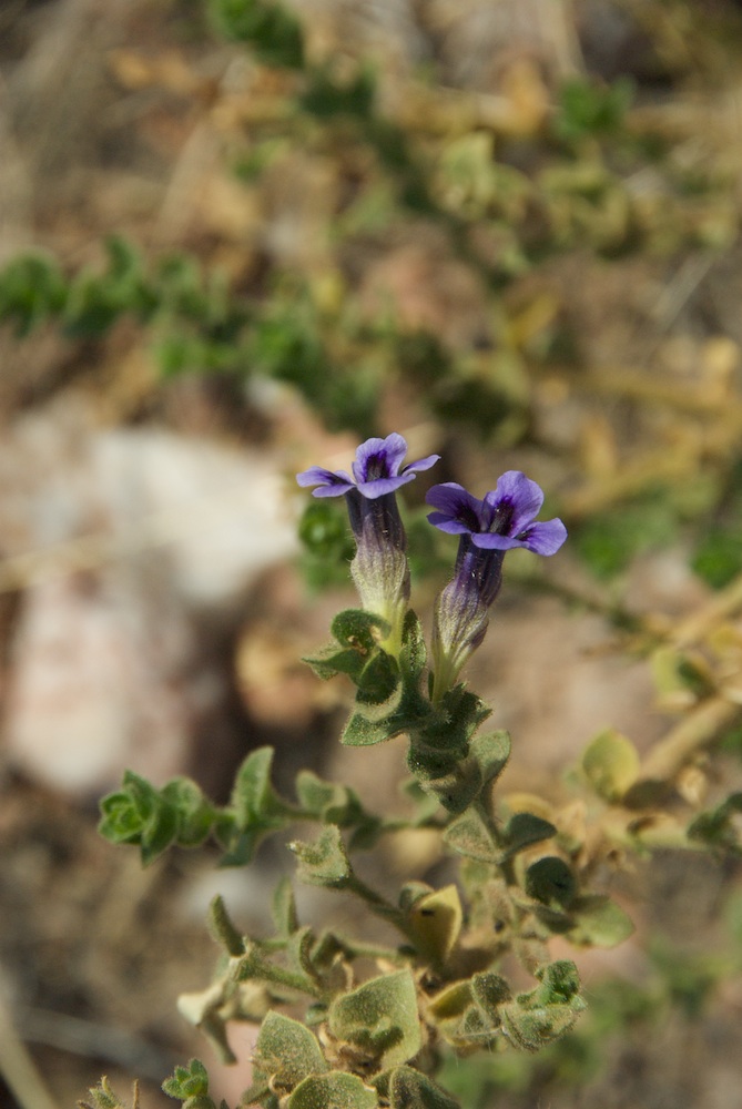 Scrophulariaceae Anticharis imbricata