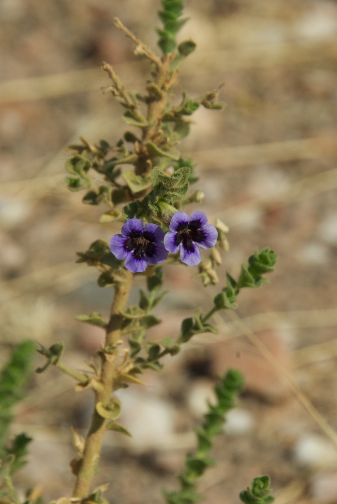 Scrophulariaceae Anticharis imbricata