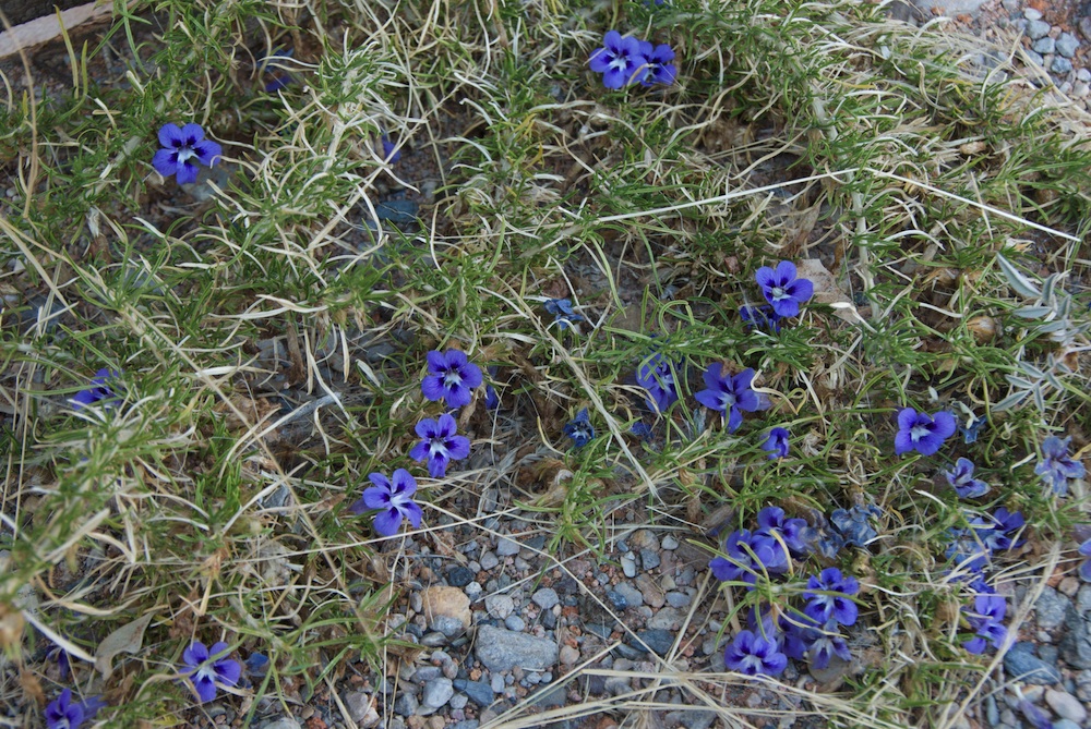Scrophulariaceae Aptosimum spinescens