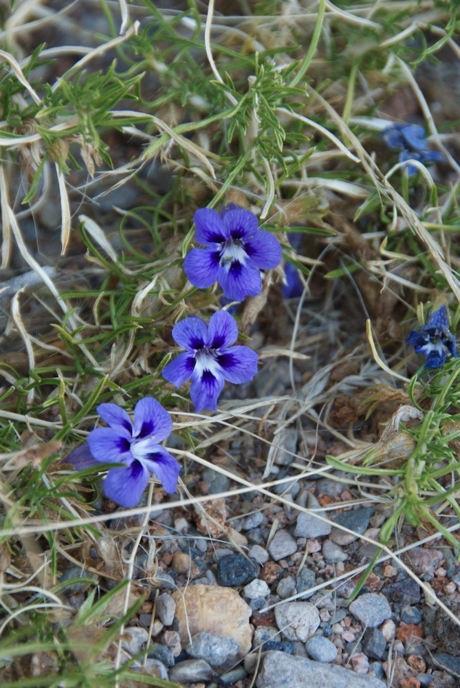 Scrophulariaceae Aptosimum spinescens