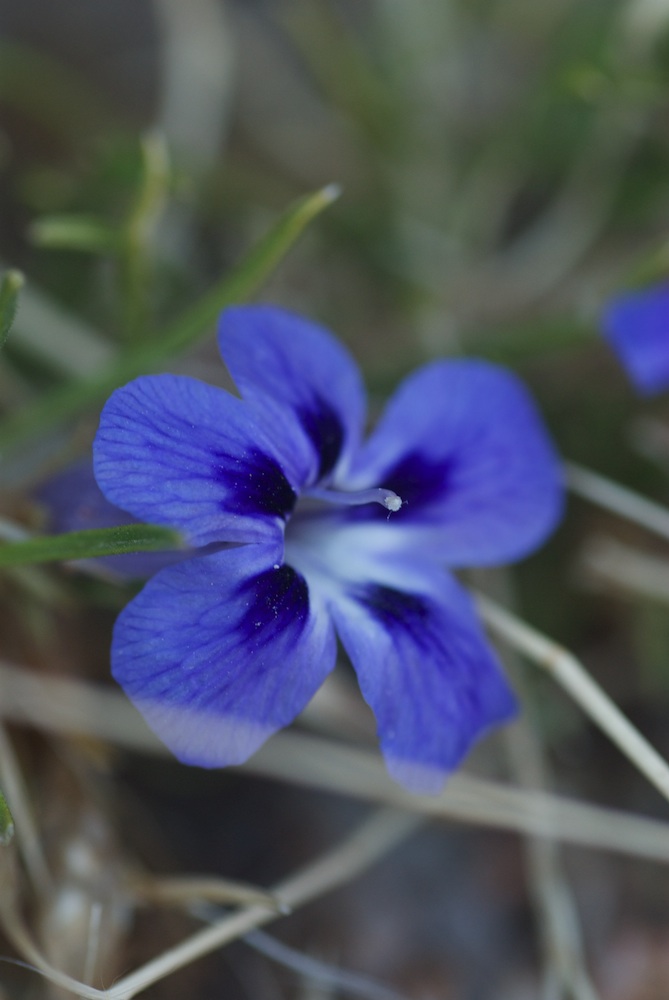 Scrophulariaceae Aptosimum spinescens