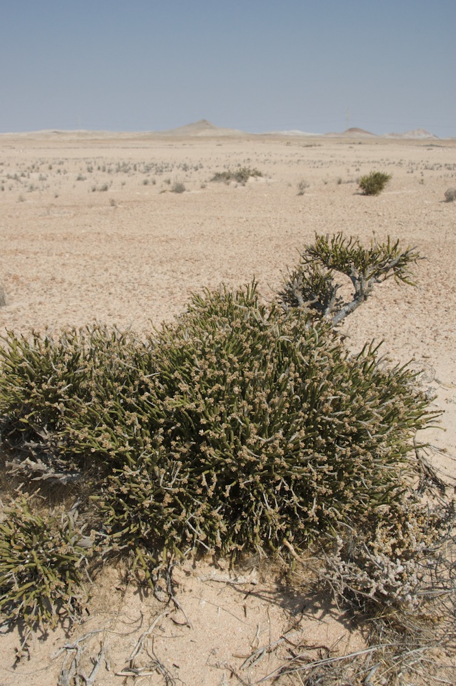 Amaranthaceae Arthraerua leubnitziae