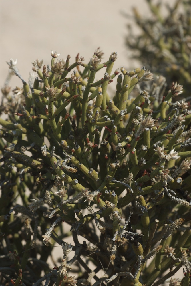 Amaranthaceae Arthraerua leubnitziae