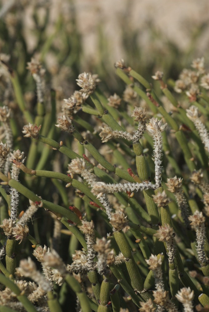 Amaranthaceae Arthraerua leubnitziae