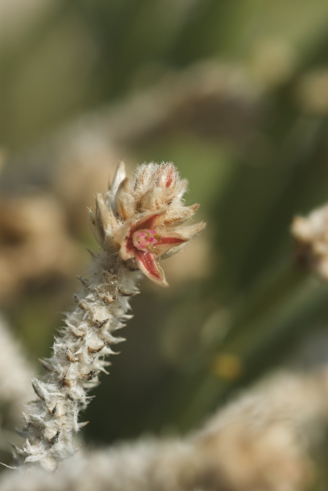 Amaranthaceae Arthraerua leubnitziae