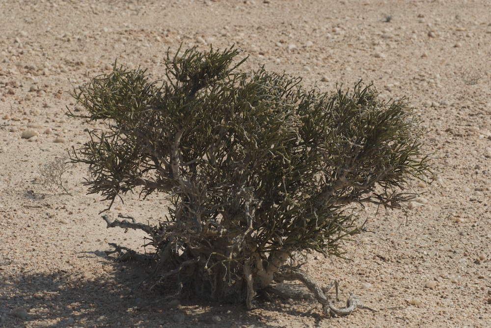 Amaranthaceae Arthraerua leubnitziae