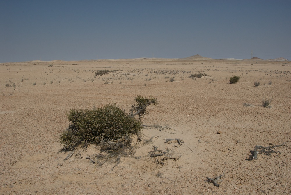 Amaranthaceae Arthraerua leubnitziae