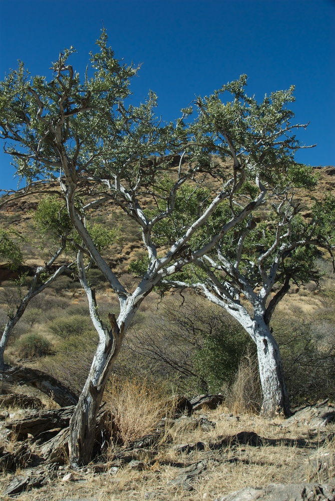 Capparaceae Boscia albitrunca