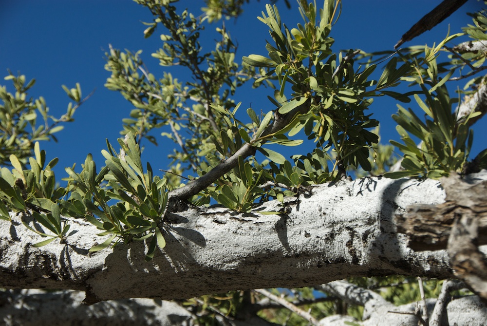 Capparaceae Boscia albitrunca