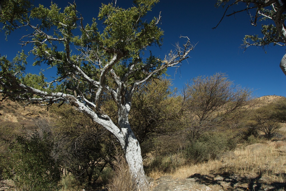 Capparaceae Boscia albitrunca