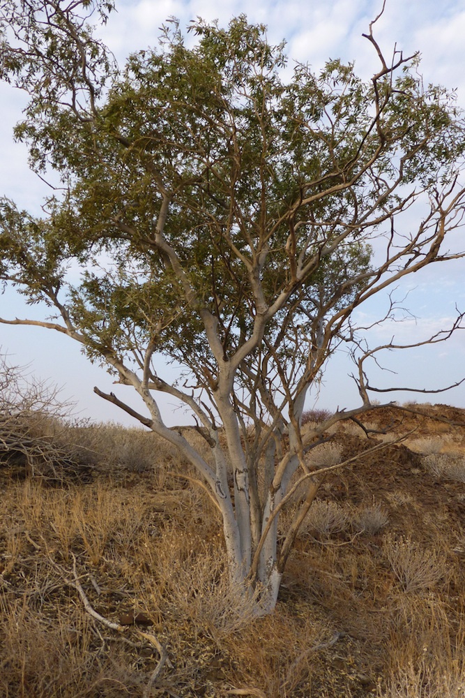 Capparaceae Boscia albitrunca