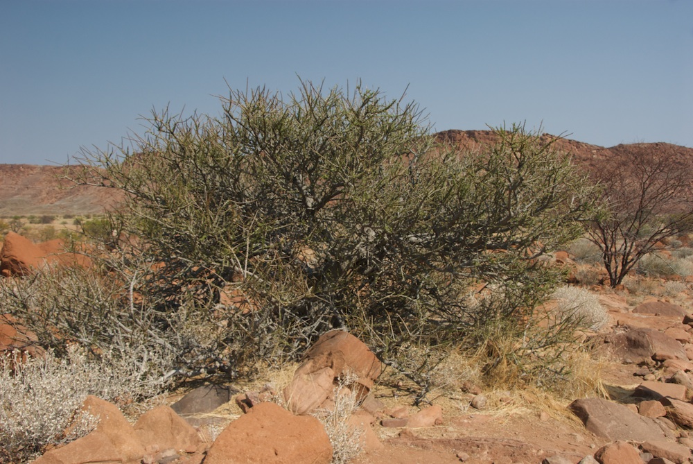 Capparaceae Boscia foetida