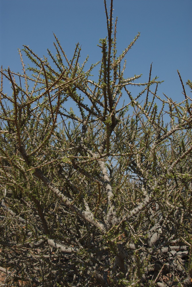 Capparaceae Boscia foetida