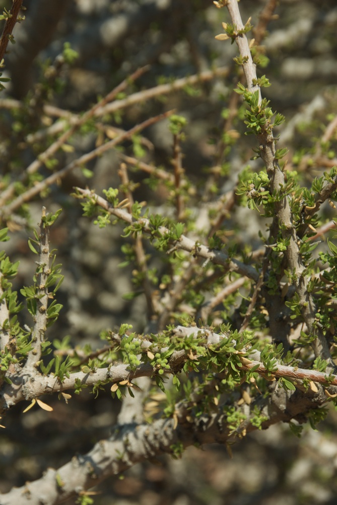 Capparaceae Boscia foetida