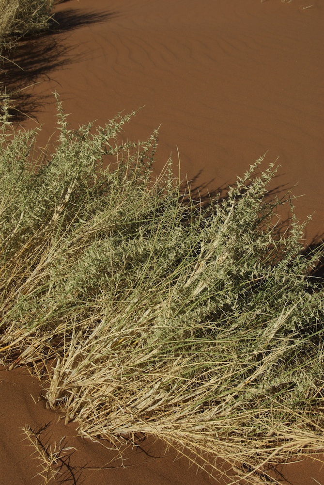 Poaceae Cladoraphis spinosa