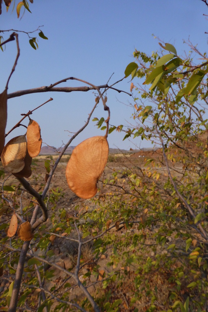 Fabaceae Colophospermum mopane