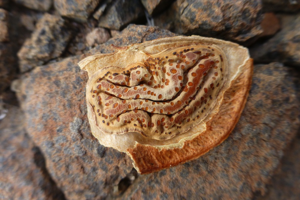 Fabaceae Colophospermum mopane