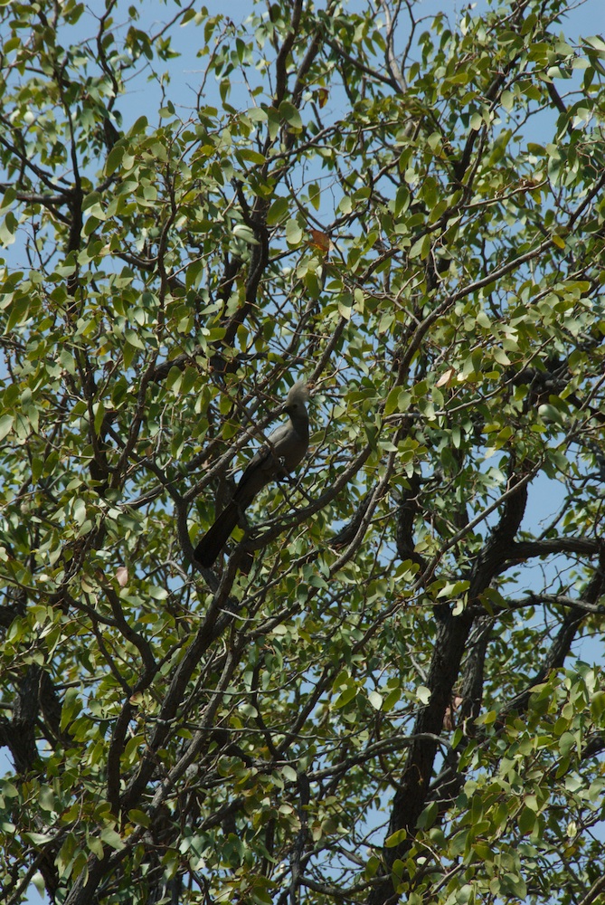 Fabaceae Colophospermum mopane