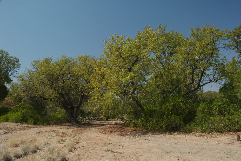 Fabaceae Colophospermum mopane