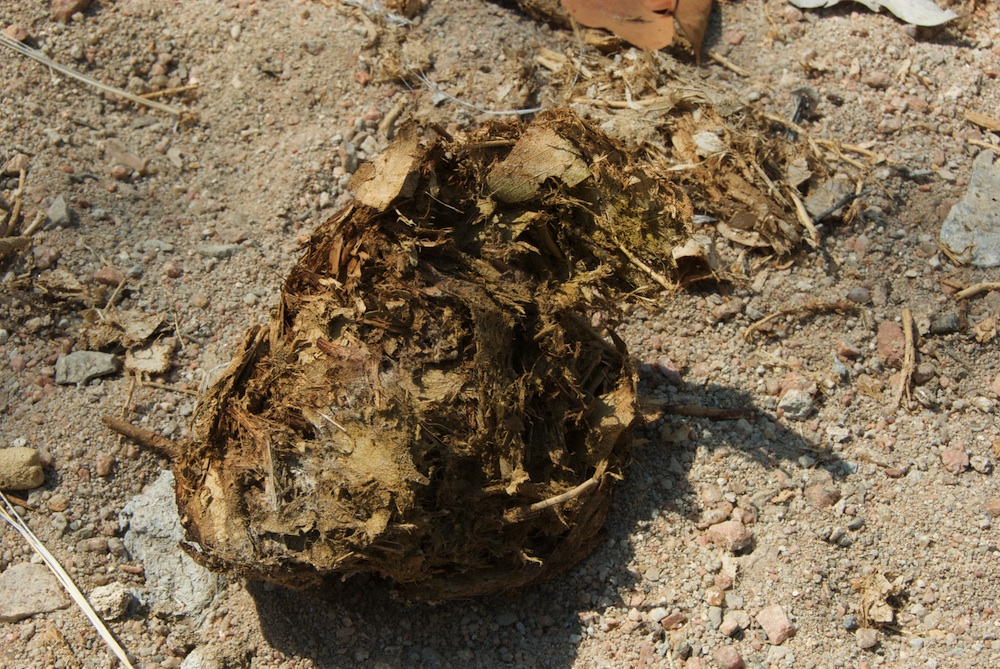 Fabaceae Colophospermum mopane