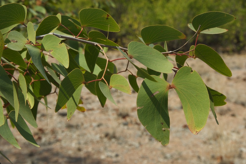 Fabaceae Colophospermum mopane