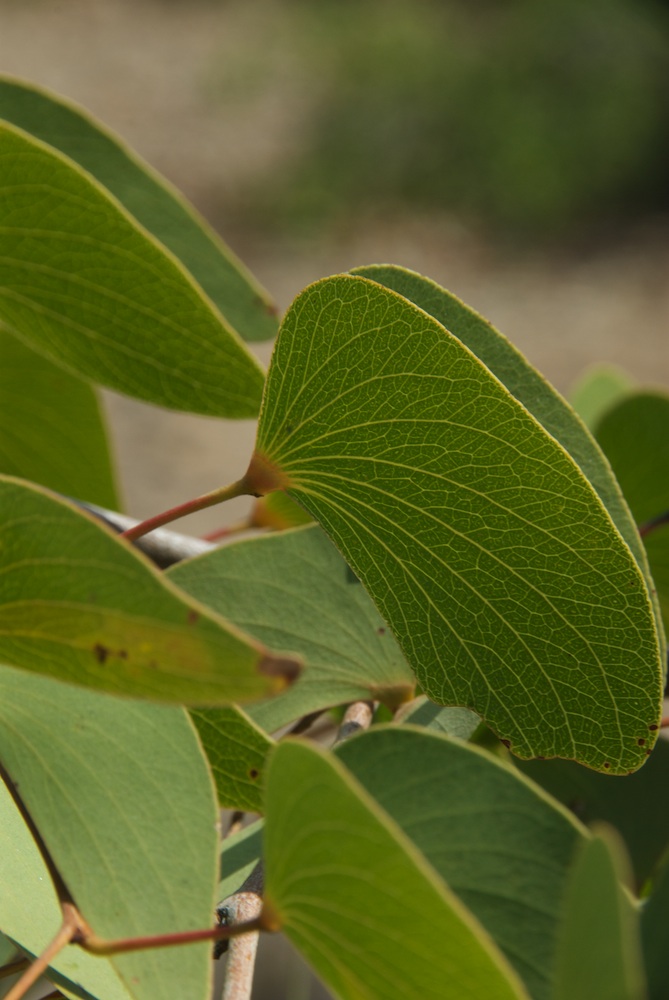 Fabaceae Colophospermum mopane