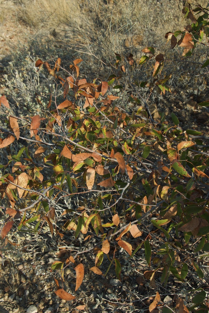 Fabaceae Colophospermum mopane