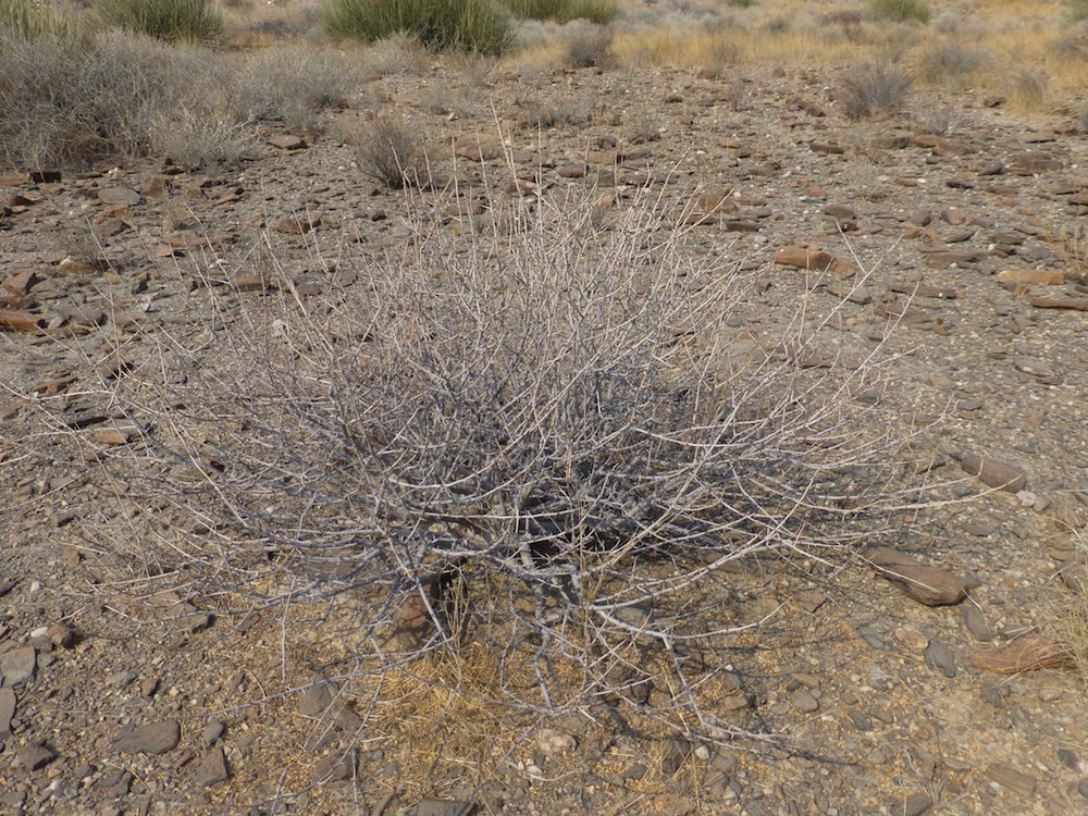 Burseraceae Commiphora dinteri