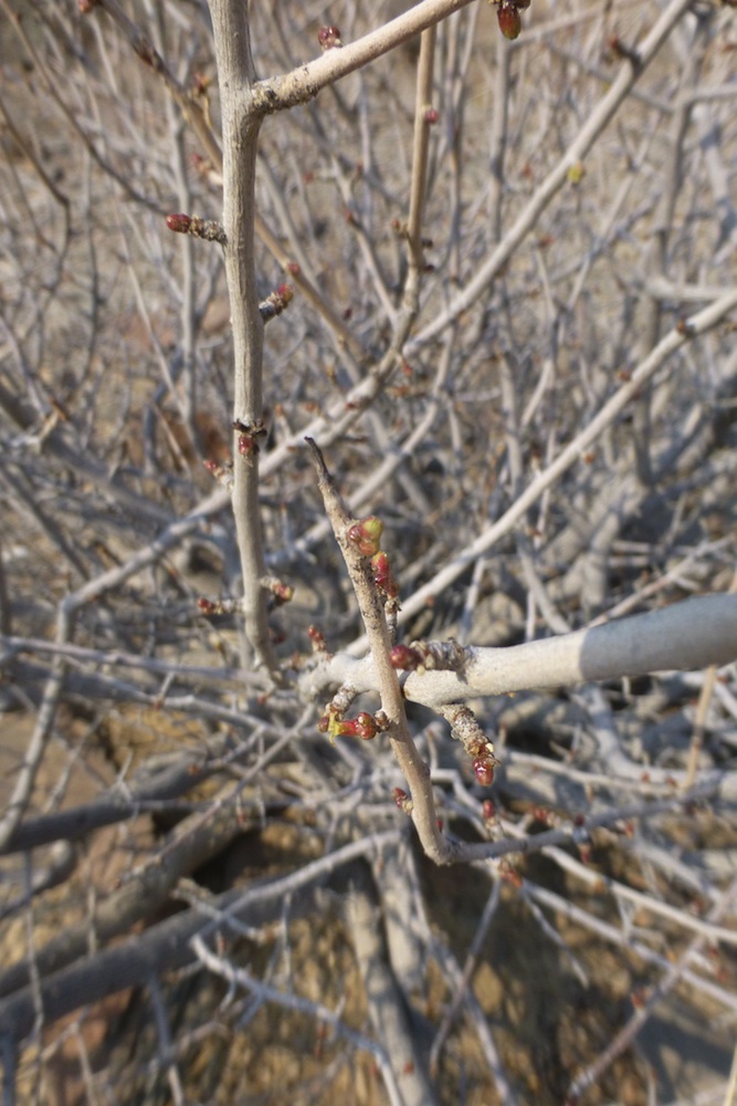 Burseraceae Commiphora dinteri