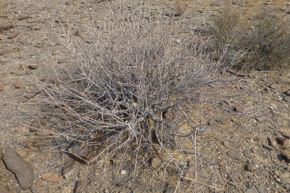 Burseraceae Commiphora dinteri