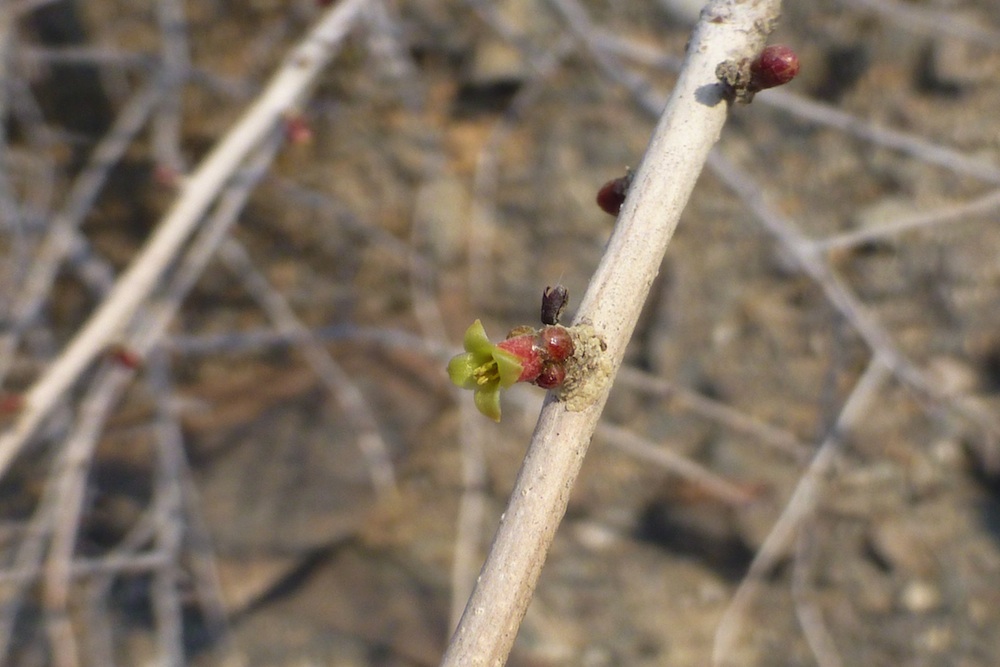 Burseraceae Commiphora dinteri