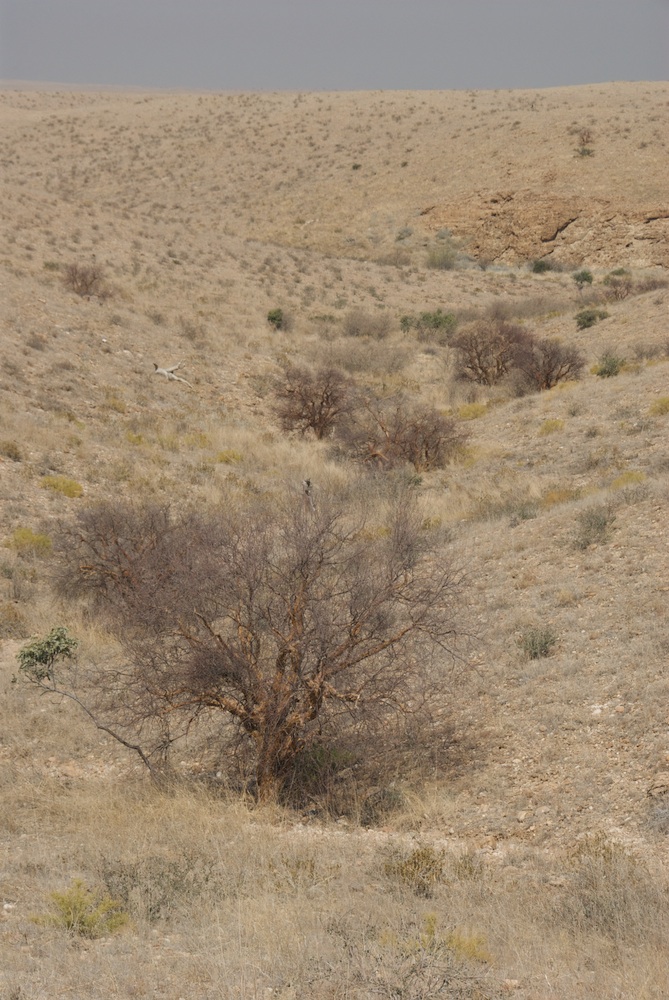 Burseraceae Commiphora glaucescens