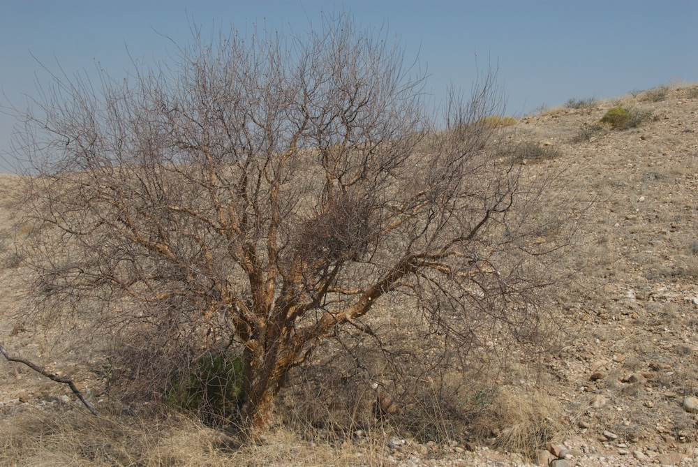 Burseraceae Commiphora glaucescens