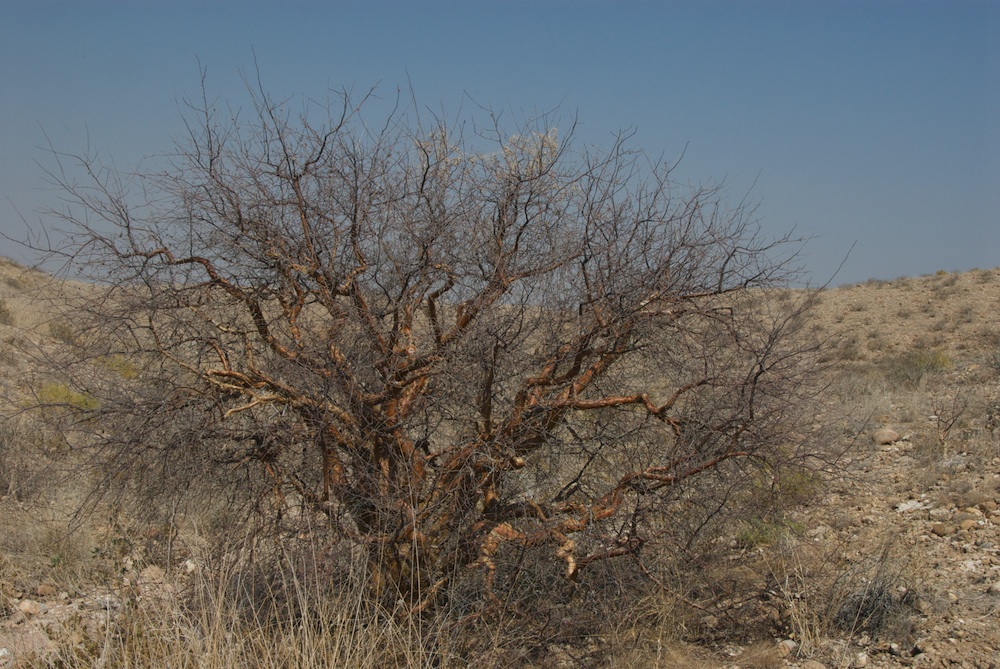 Burseraceae Commiphora glaucescens